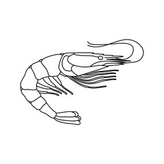 Shrimp line art vector illustration. shrimp in monochrome style. Shrimp in logo style.