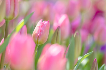 色とりどりのチューリップの背景素材