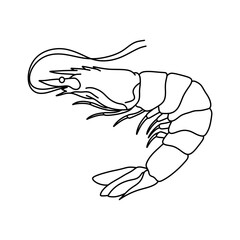 Shrimp line art vector illustration. shrimp in monochrome style. Shrimp in logo style.