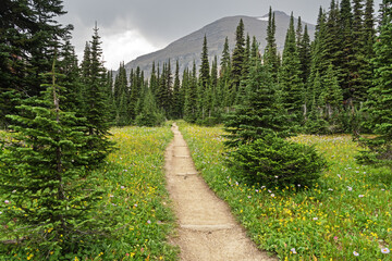 Obraz premium Siyeh Pass Trail In Glacier National Park