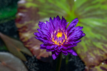 A Beautiful Purple Water Lily is Blooming Gracefully in a Serene and Tranquil Pond