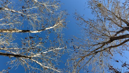 looking up through tall trees as soft clouds drift across the sky branches sway gently in the breeze leaves rustle with each gust a peaceful view of nature under a quiet overcast canopy