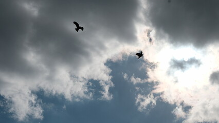 Wings Through the Storm