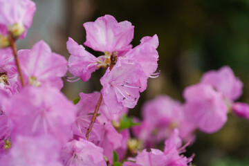Close-up photo of pink azaleas blooming in spring