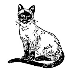 Siamese Cat Illustration in Vintage Timeless Style