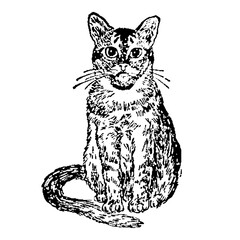Abyssinian Cat Illustration in Vintage Timeless Style