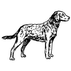 Chesapeake Bay Retriever Dog Illustration in Vintage Timeless Style