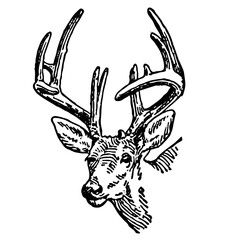 Obraz premium Deer Head Illustration in Vintage Timeless Style