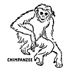 Chimpanzee Illustration in Vintage Timeless Style
=