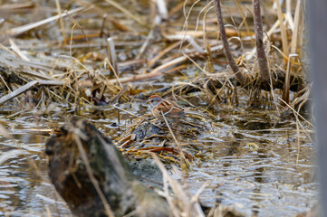 An American Tree Sparrow at Maumee Bay State Park in Oregon, Ohio.