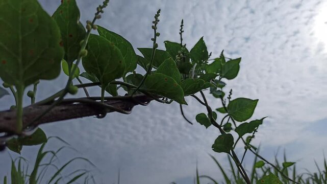 malabar spinach