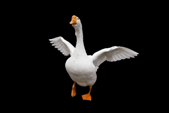 A white goose flapping its wings enthusiastically on a plain black background during a sunny day. isolated on black background.