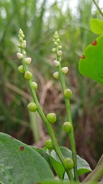 malabar spinach