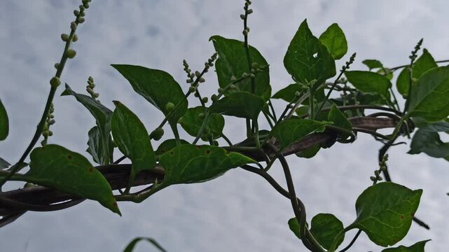 malabar spinach