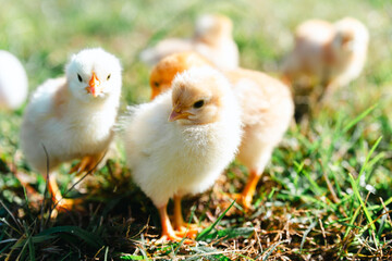 Spring Chicks