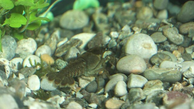 Gambero di fiume europeo (Austropotamobius pallipes)