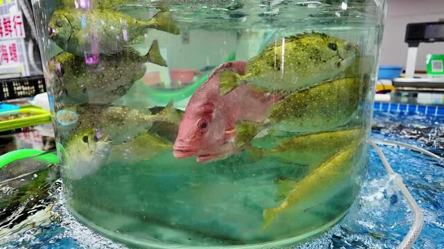 Various edible fish sold in the seafood market, aquaculture