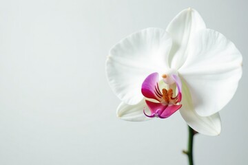 Obraz premium Delicate white orchid blossom against pure white backdrop, pure, fresh, wedding