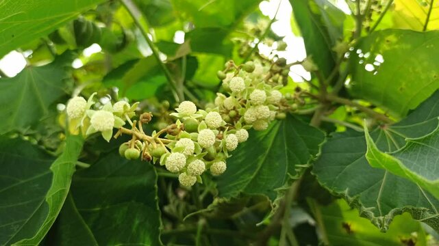 Girardinia diversifolia in the garden