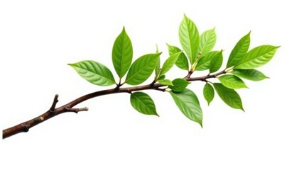 Fototapeta premium Isolated tree branch against white background, nature, simple, branch