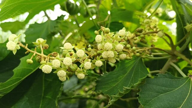 Girardinia diversifolia in the garden
