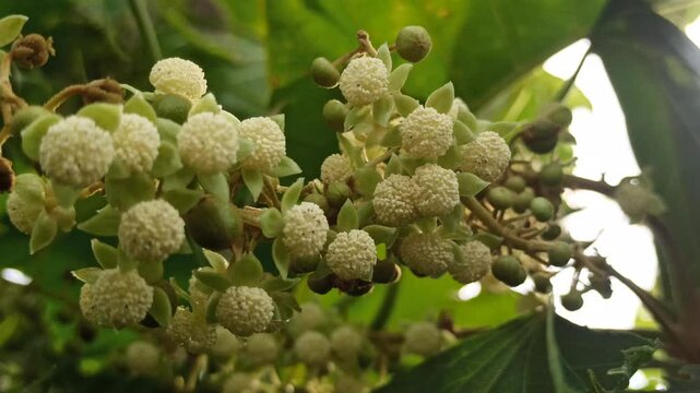 Girardinia diversifolia in the garden