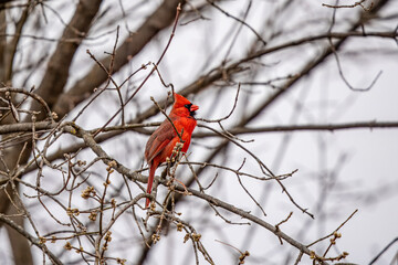 red cardinal on a branch