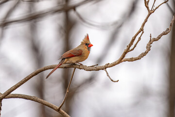 cardinal on a branch