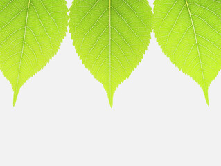 Fototapeta premium Close-up of a green leaf displaying intricate veins and textures ideal for nature illustrations and designs