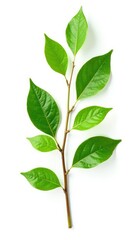 Fototapeta premium Isolated branch with leaves on white background, isolated, nature scene