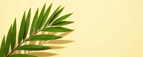 Fototapeta premium isolated palm branch against beige background, beige background, shadow