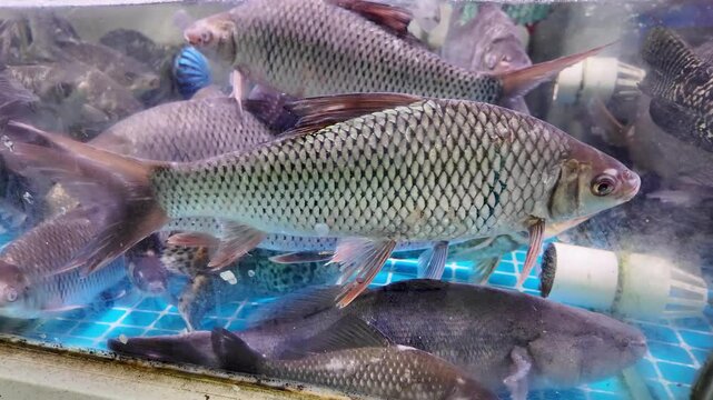 Various edible fish sold in the seafood market, aquaculture
