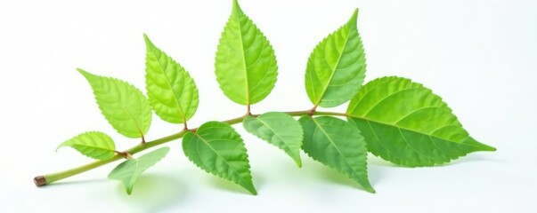 Fototapeta premium single stem with leaves in isolation on a white surface, botanical, nature, stem