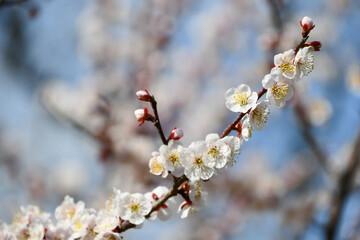 梅の花「豊後」