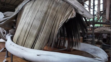 Whale skeleton baleen at museum of Natural History, Paris in France. Close-up