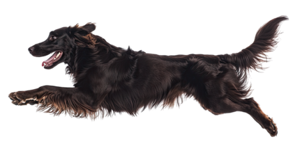 black dog in mid-leap capturing the essence of playfulness and e