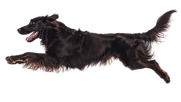 black dog in mid-leap capturing the essence of playfulness and e