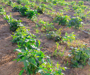 Rows of flowering bean and pepper bushes grow on cultivated field. Private agricultural land for growing herbs and vegetables