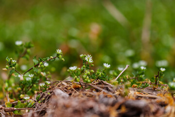 Close-up photo of white Stellaria media flowers blooming in spring