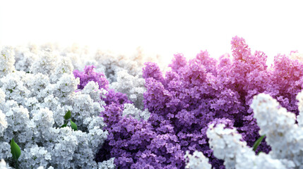 Fototapeta premium Celebrating Spring Flowers Nature's Embrace for Nowruz and Ostara