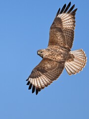 red tailed hawk