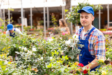Sales consultant man inspects rose bushes, gets acquainted with new positions in assortment of...