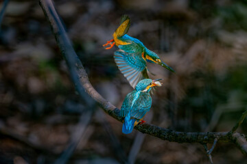 blue and yellow macaw