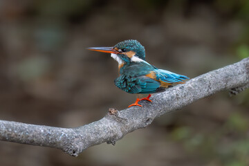 kingfisher on branch