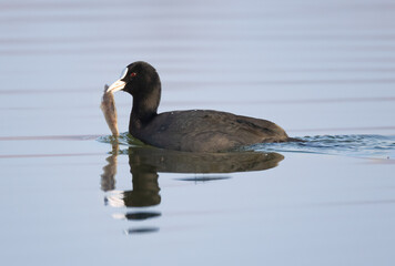 great crested grebe