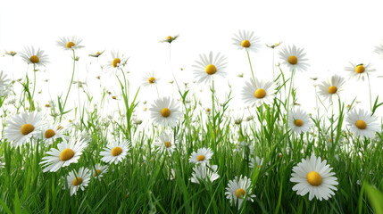 Spring's Arrival Nowruz and Ostara Celebrated in Lush Green Settings