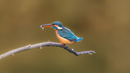 kingfisher on branch
