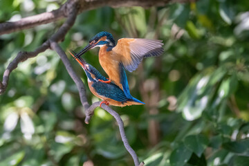 bee eater perched on branch