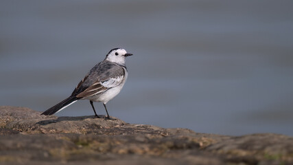 black backed shrike