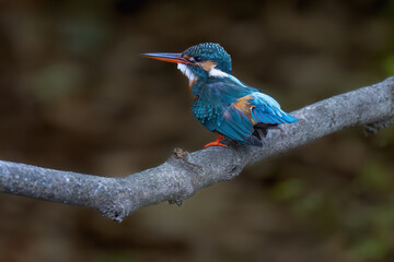 kingfisher on branch